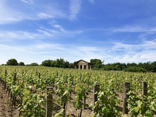 Saint-Emilion vineyard - Bordeaux wines