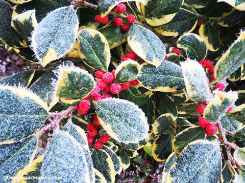 Holly at Christmas