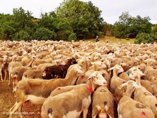Lacaune ewes on their way to the high pastures