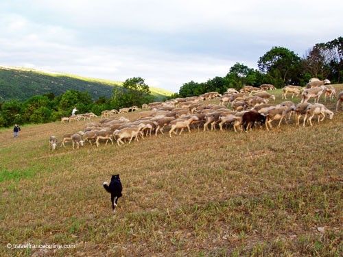 Sheepdog herding the Lacaune ewes