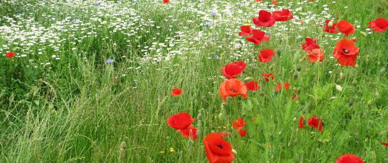 Remembrance Day