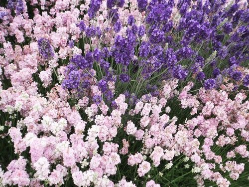 Lavender