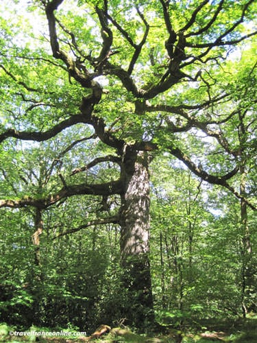 Chene des Hindres in Broceliande