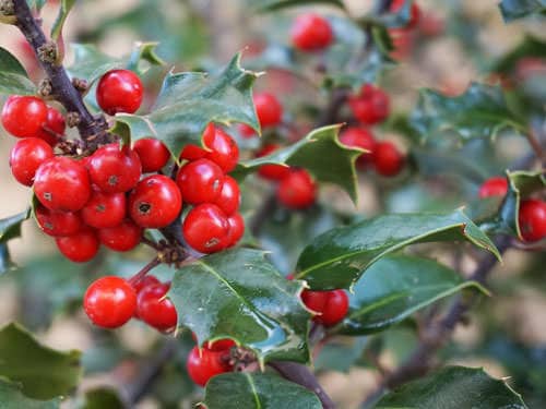 Holly at Christmas