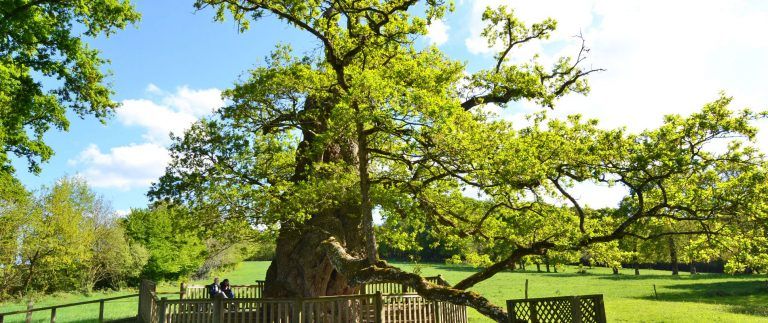 Chene a Guillotin in Broceliande