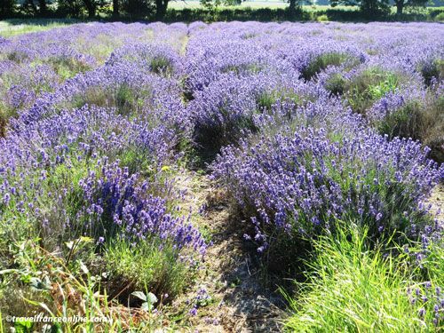 Lavender field
