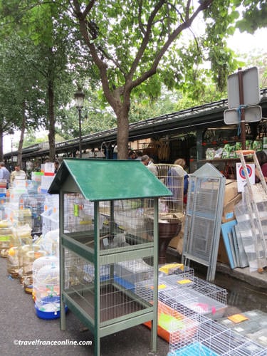 Bird Market