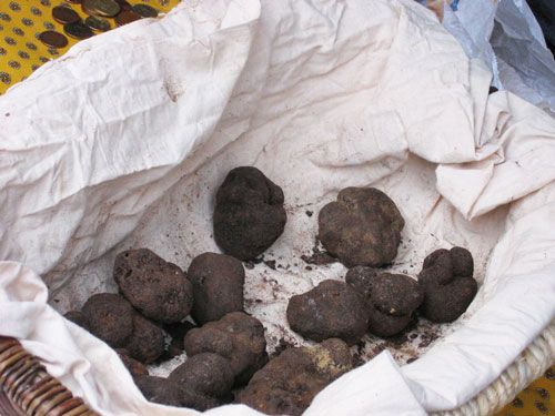 Black truffle from Perigord