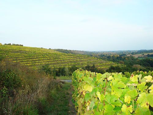 Anjou-Saumur Vineyard - Coteaux du Layon vineyards