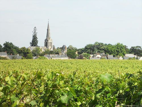 Anjou-Saumur Vineyard - Savennieres vineyard