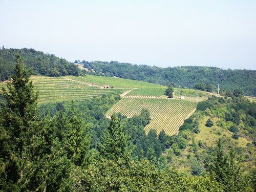 Auvergne Vineyard - Côtes du Forez vineyard