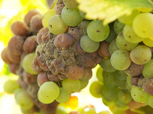 Anjou-Saumur Vineyard - Nobe rot - Botrytis cinerea