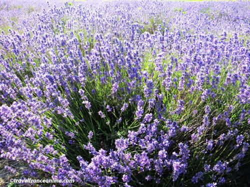 Grasse - lavender