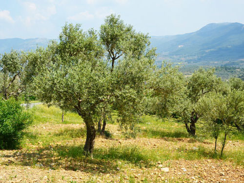 Olive grove - Saint Remy de Provence