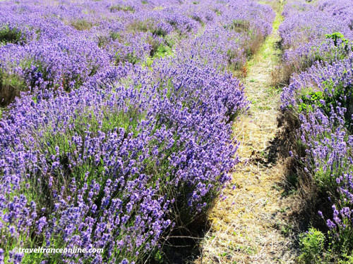 Traveling to Provence from the UK