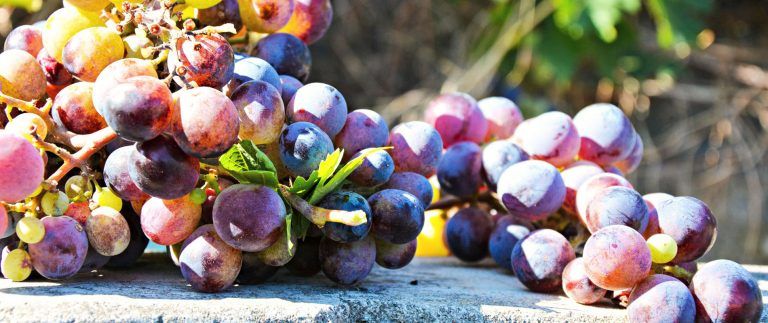 Grapes for Beaujolais Nouveau