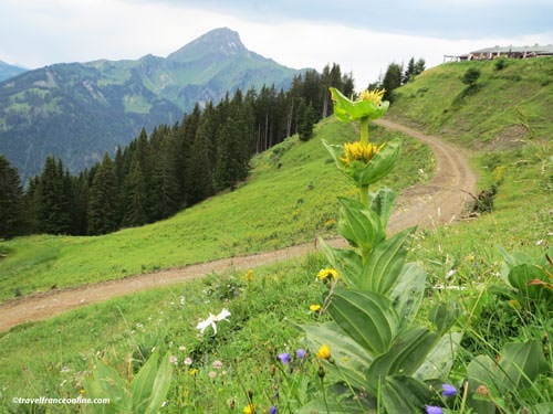 Yellow gentian - French Alps Flora