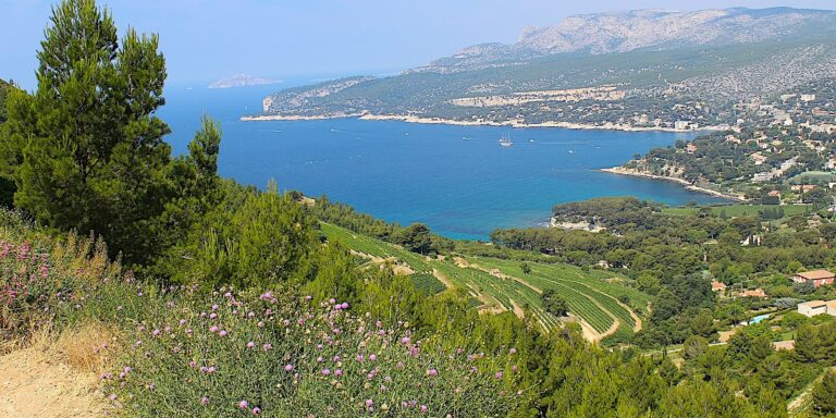 Port de Cassis and vineyard