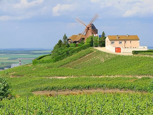 Champagne vineyard