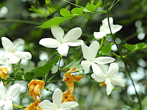 Common jasmin