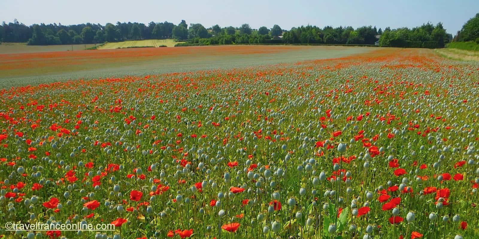 Traveling to the WWI Battlefields from the UK