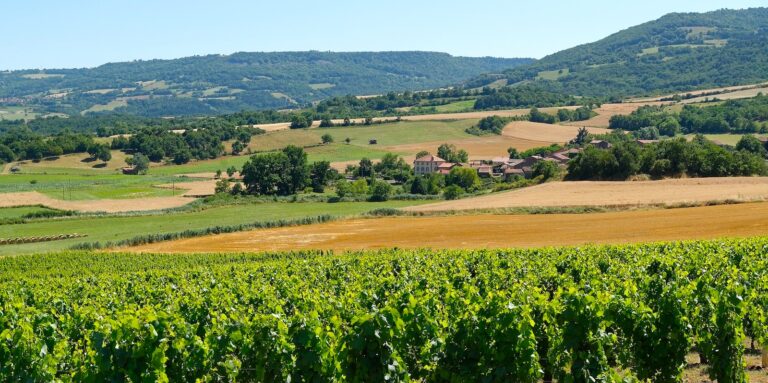 Auvergne Vineyard