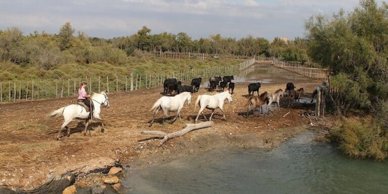 Camargue
