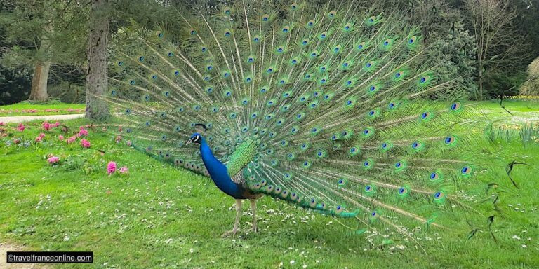 A peacock in the park of the Château de Bagatelle in Paris