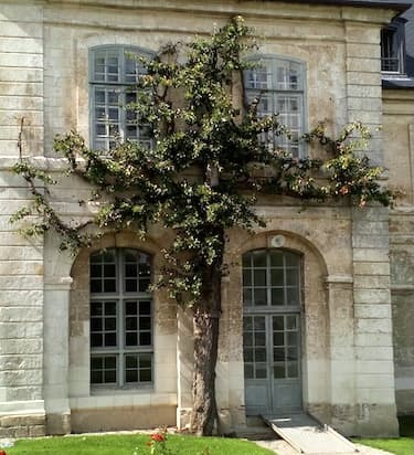 Old pear tree planted in 1756