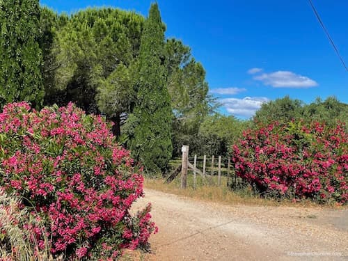 Oleanders in the Petite Camargue