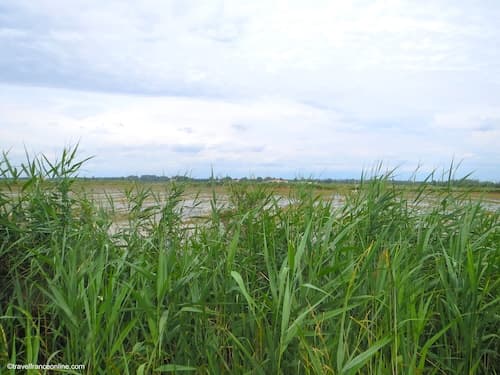Petite Camargue - Rice paddies and reeds