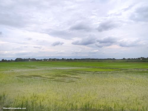 Petite Camargue - Rice paddies