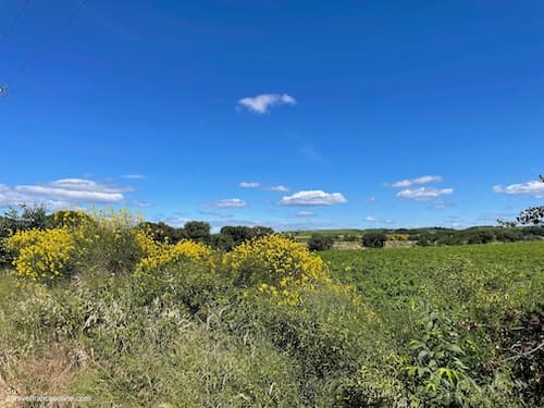 Petite Camargue - Costières de Nîmes plateau in the distance